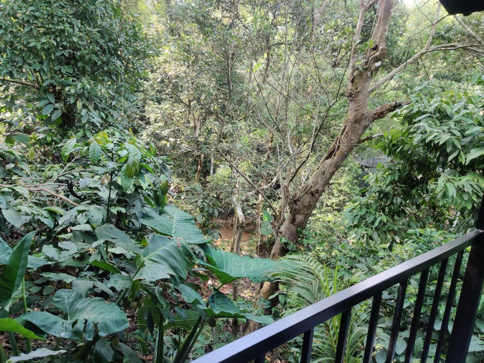 Misty Rain Estate Hotel Madikeri Kültér fotó